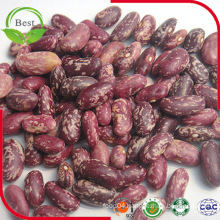 Purple Light Red Speckled Kidney Beans